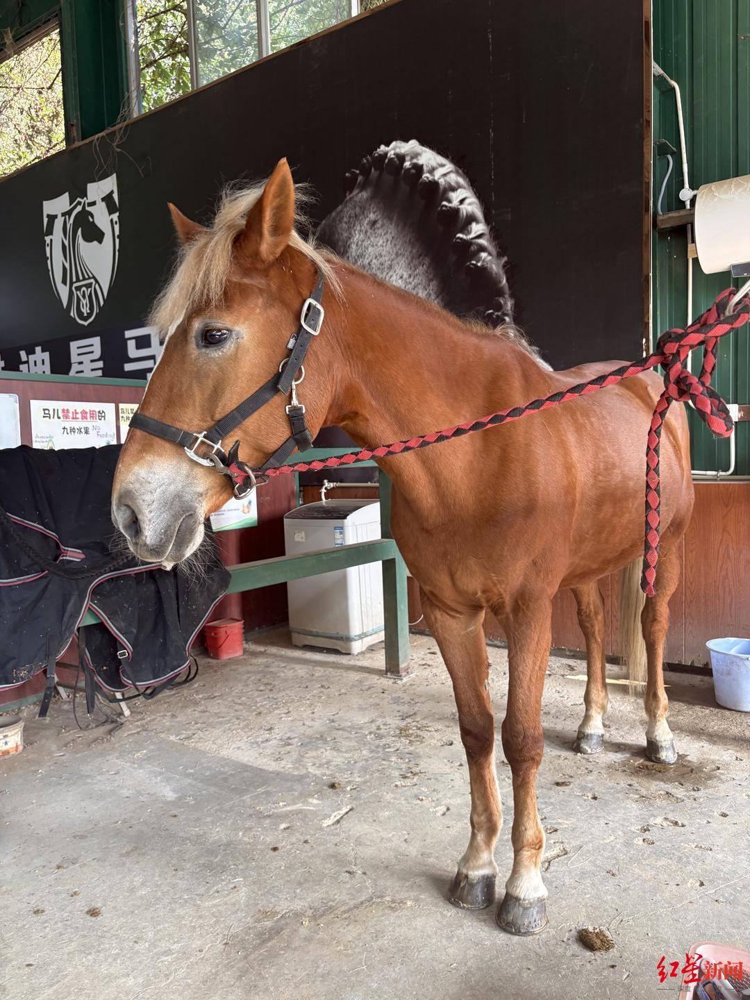 “马”上迎新春成都马术运动爱好者超10万人多家马术基地迎来客